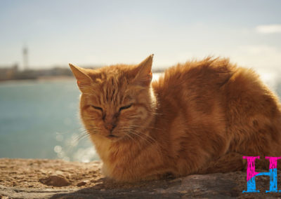 Day28_Cadiz7