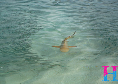 Day41_Maldives15