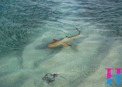 Day41_Maldives16