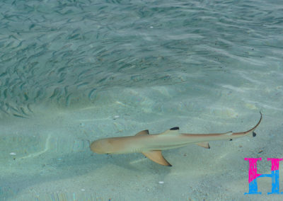 Day41_Maldives17