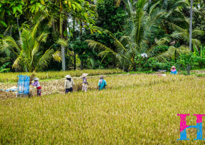 Day46_Bali11