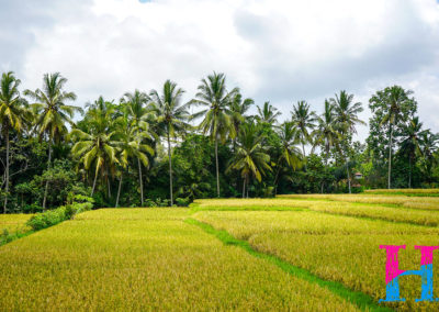 Day46_Bali12