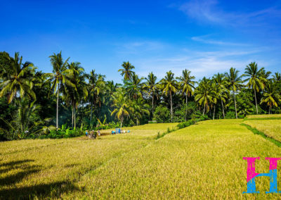 Day46_Bali6
