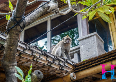 Day47_Bali1