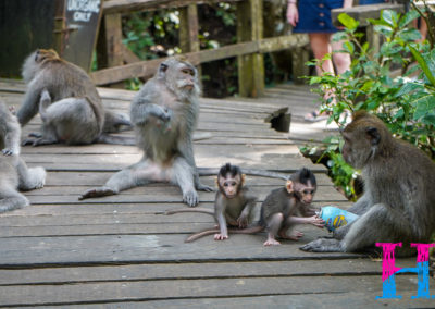 Day47_Bali11