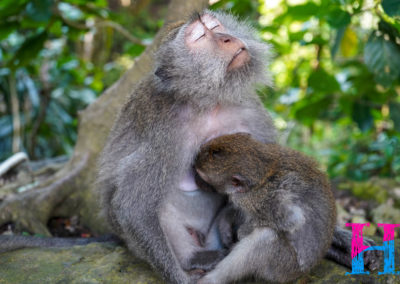 Day47_Bali19