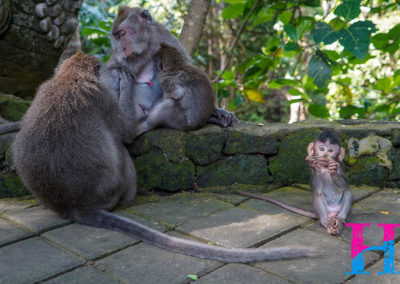 Day47_Bali22