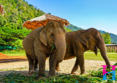 Day55_ChiangMai19